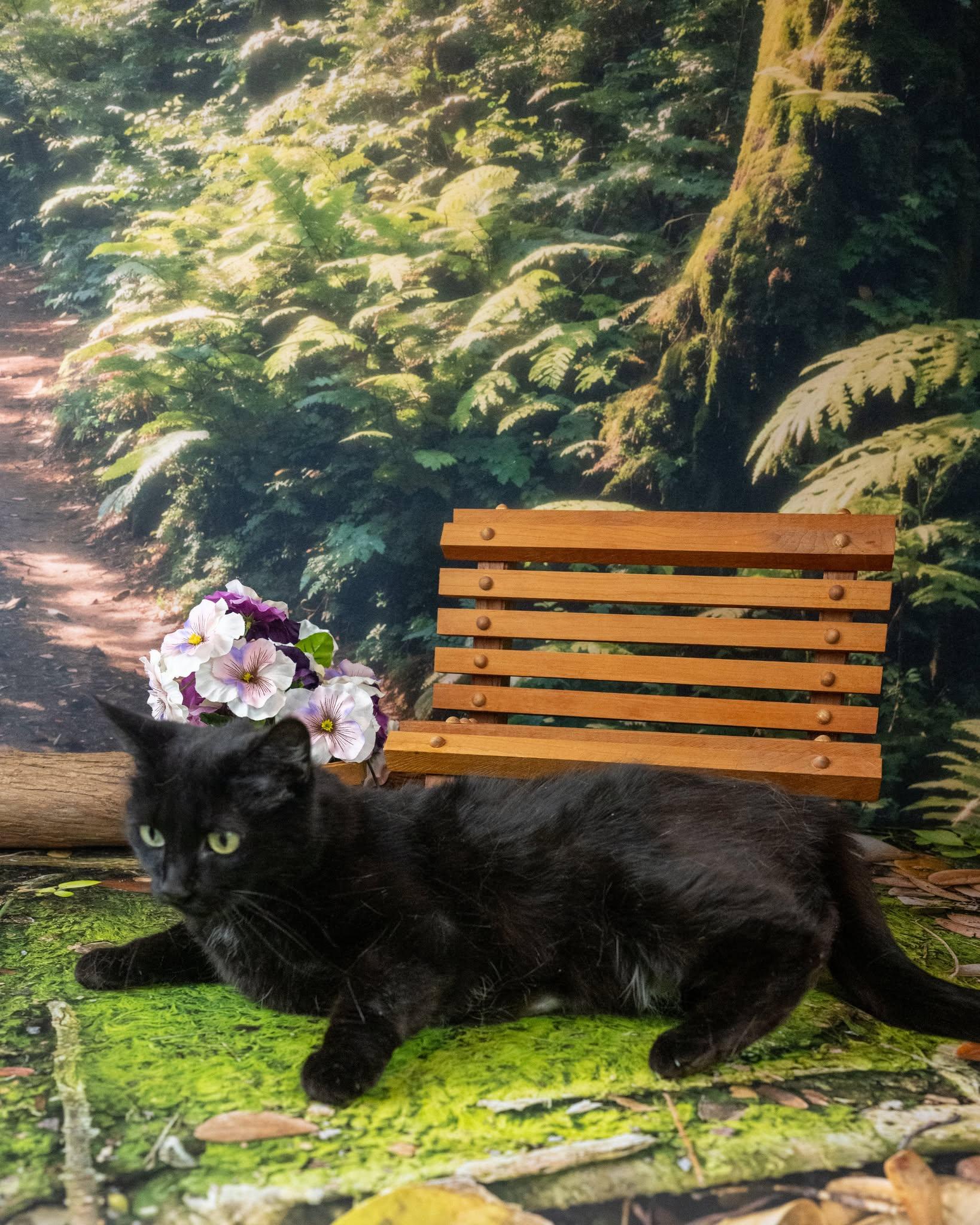 Mama, a ADOPTABLE Domestic Short Hair in Lapeer, MI image 3/4