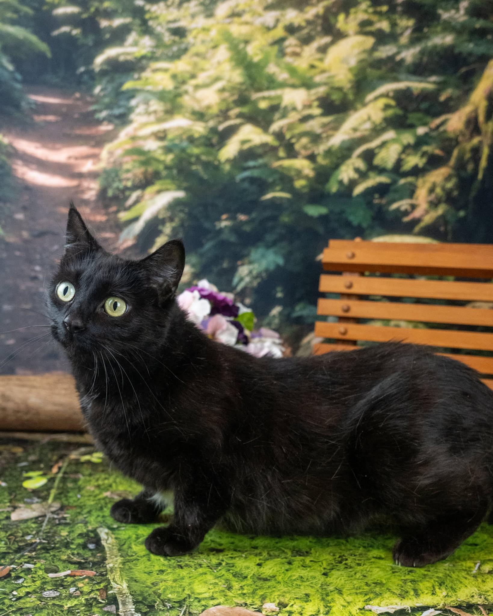 Mama, a ADOPTABLE Domestic Short Hair in Lapeer, MI image 4/4