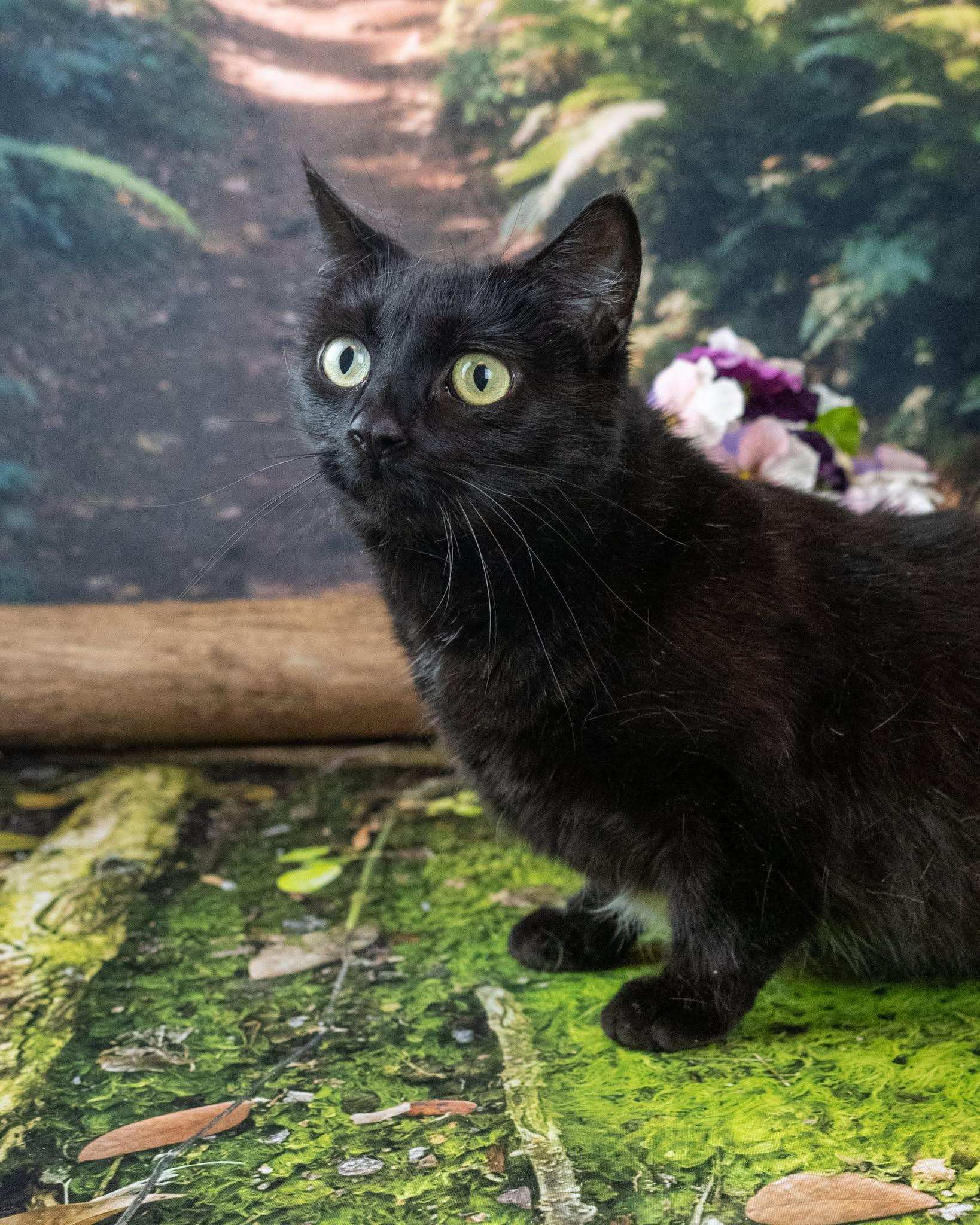 Mama, ADOPTABLE, Adult Female Domestic Short Hair.