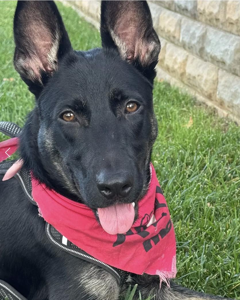 Enlarge Star, an adopted mixed breed in Davis, CA image 2/6
