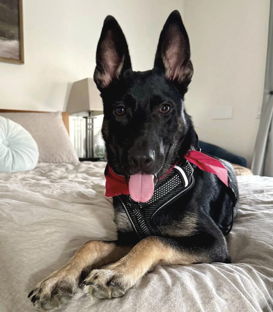 Star, adopted, Young Female German Shepherd Dog & Collie.