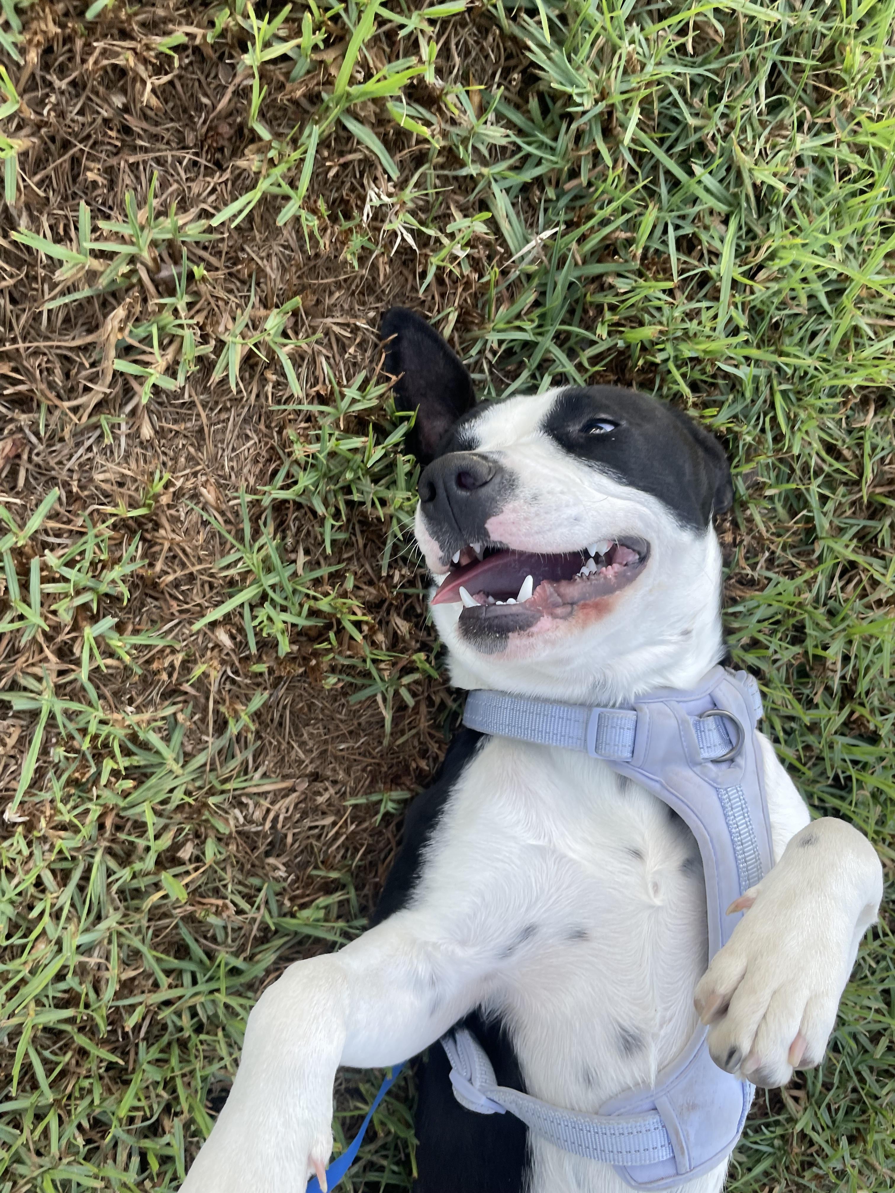 Enlarge Peggy *Courtesy Post, a Adoptable mixed breed in Los Angeles, CA image 1/1