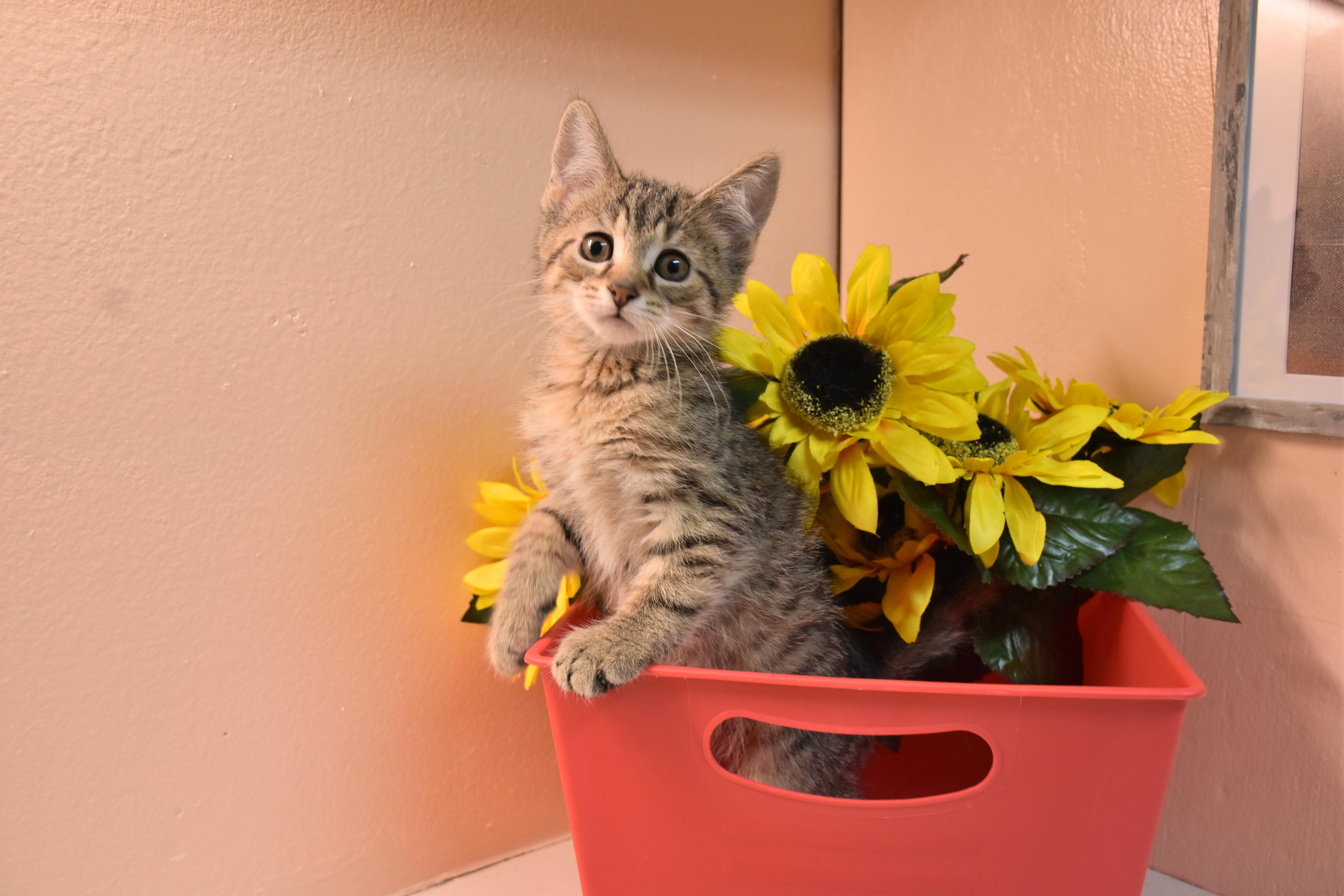 Enlarge Clove, a ADOPTABLE Domestic Short Hair in North Judson, IN image 1/1