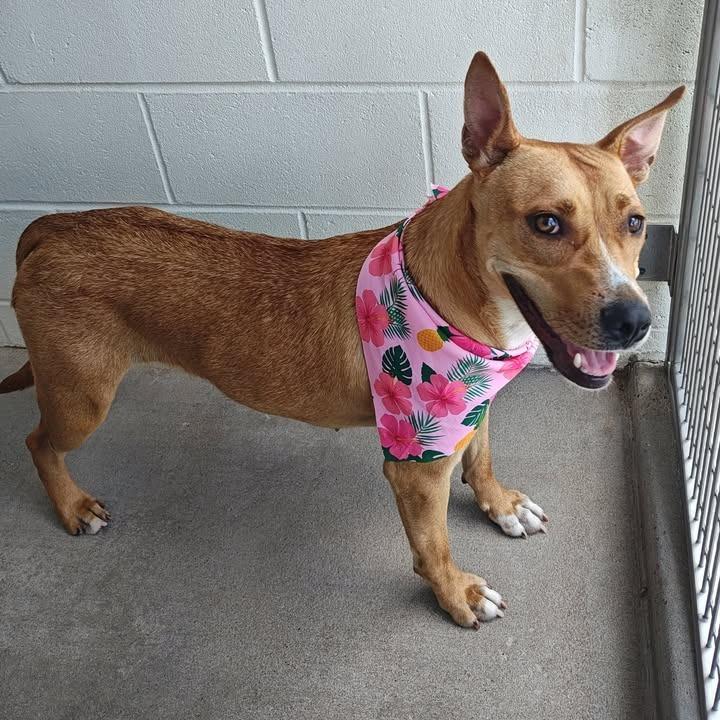 Chariot, a Adoptable Pit Bull Terrier in Springdale, AR image 3/6