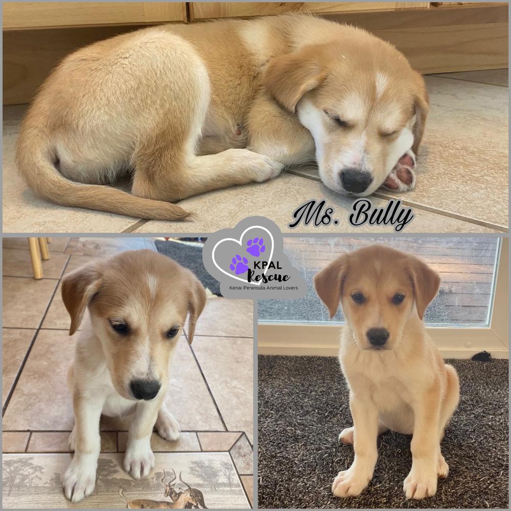 Ms. Bully, Adoptable, Puppy Female Mixed Breed & Mixed Breed.