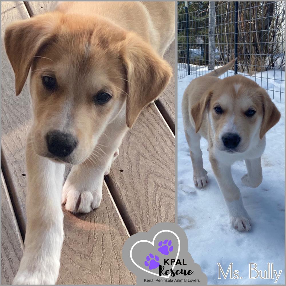 Enlarge Ms. Bully, a Adoptable mixed breed in Kenai, AK image 2/2