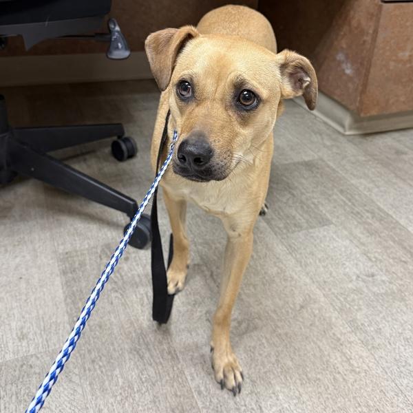 Enlarge Mochi, a Adoptable mixed breed in San Diego, CA image 1/1