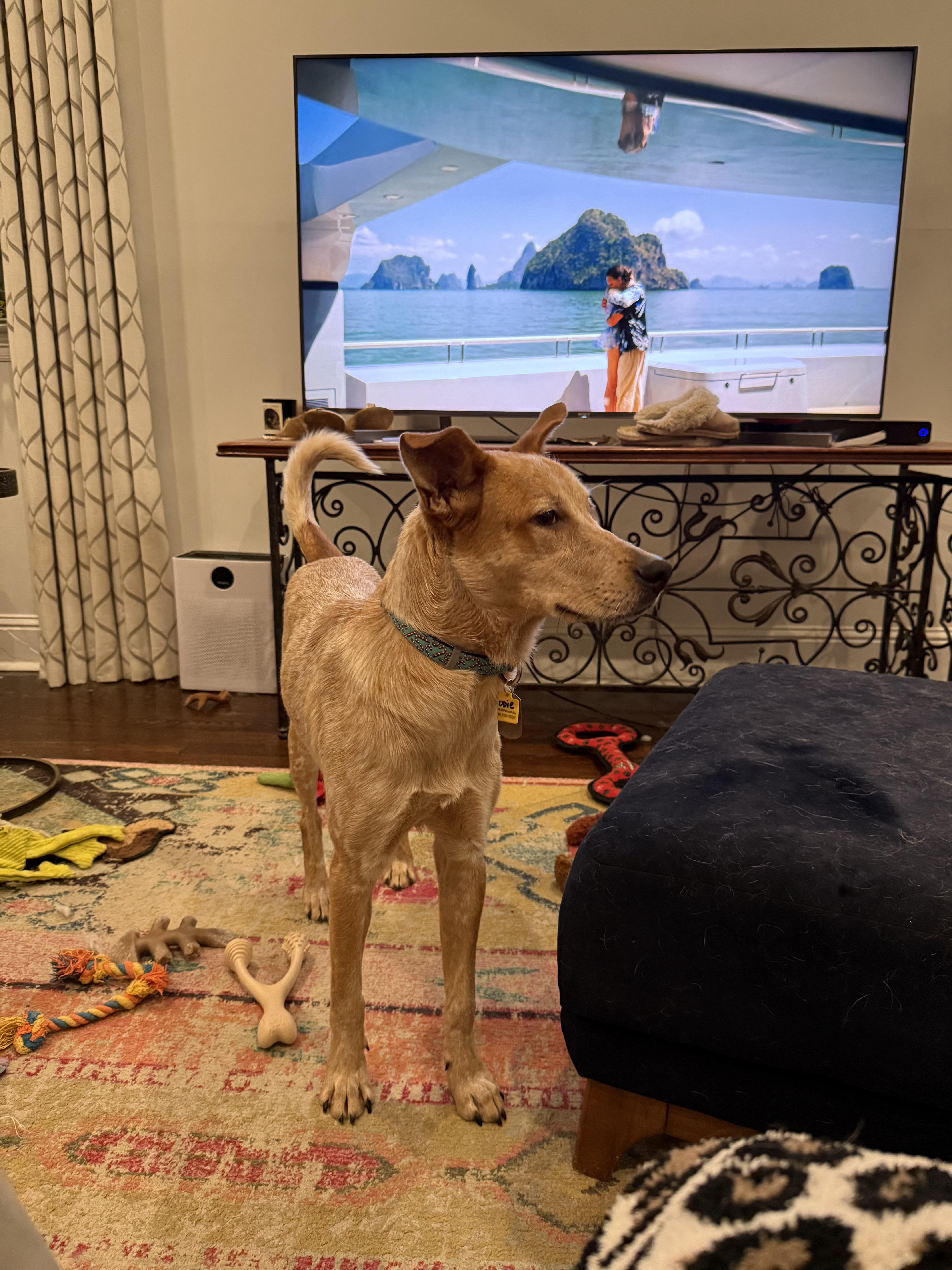 Enlarge Odie, a ADOPTABLE mixed breed in New Orleans, LA image 4/5