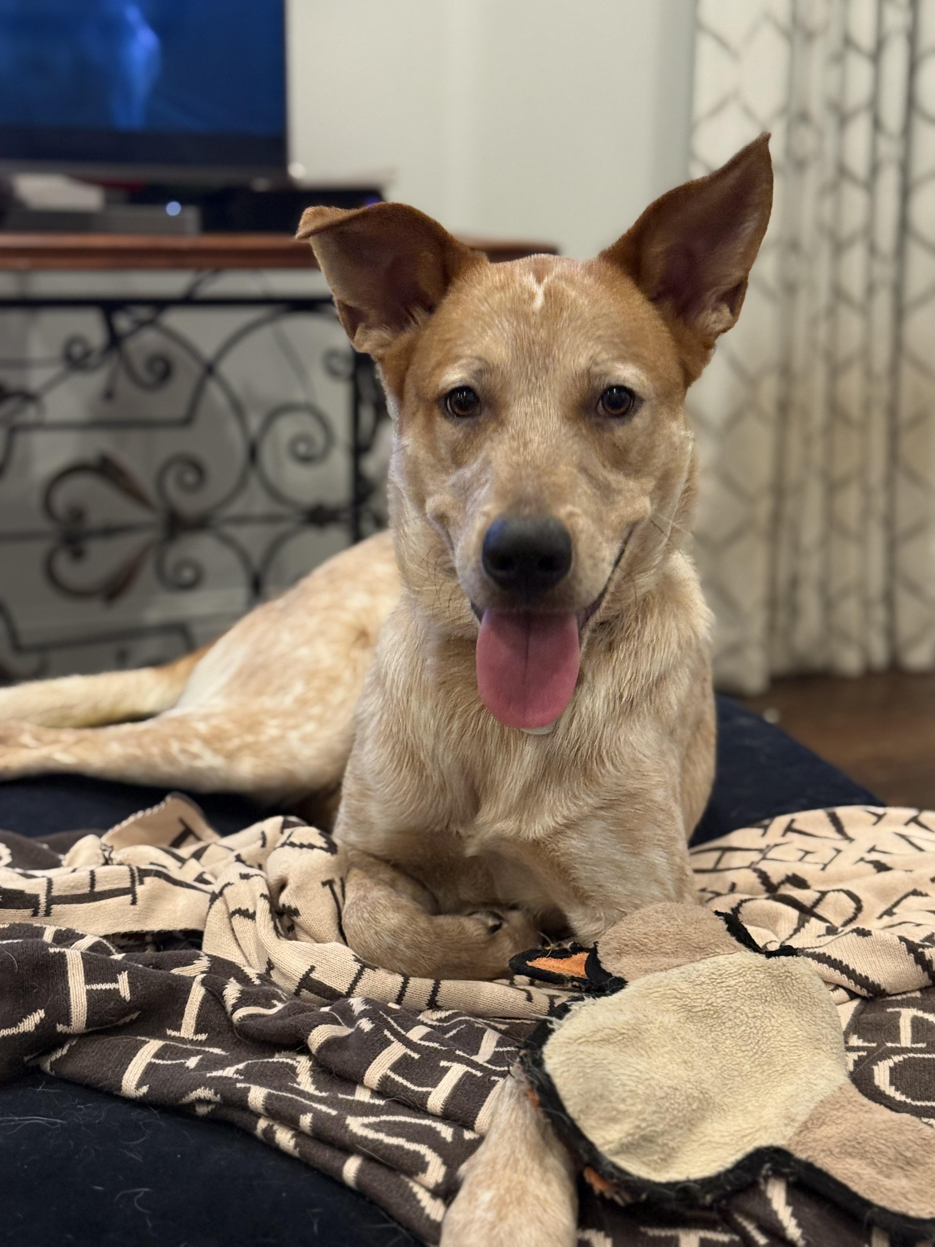 Enlarge Odie, a ADOPTABLE mixed breed in New Orleans, LA image 1/5