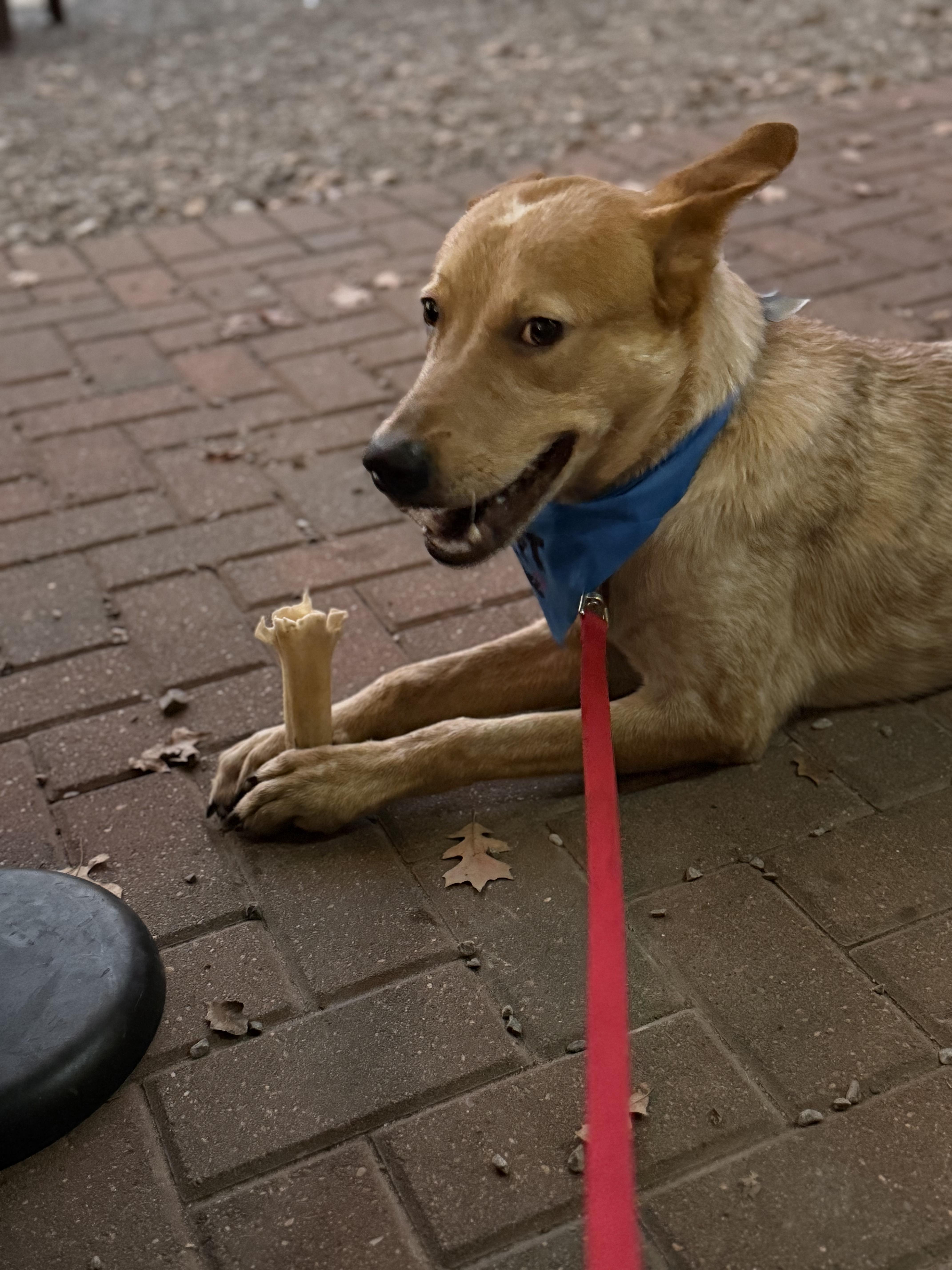 Enlarge Odie, a ADOPTABLE mixed breed in New Orleans, LA image 5/5