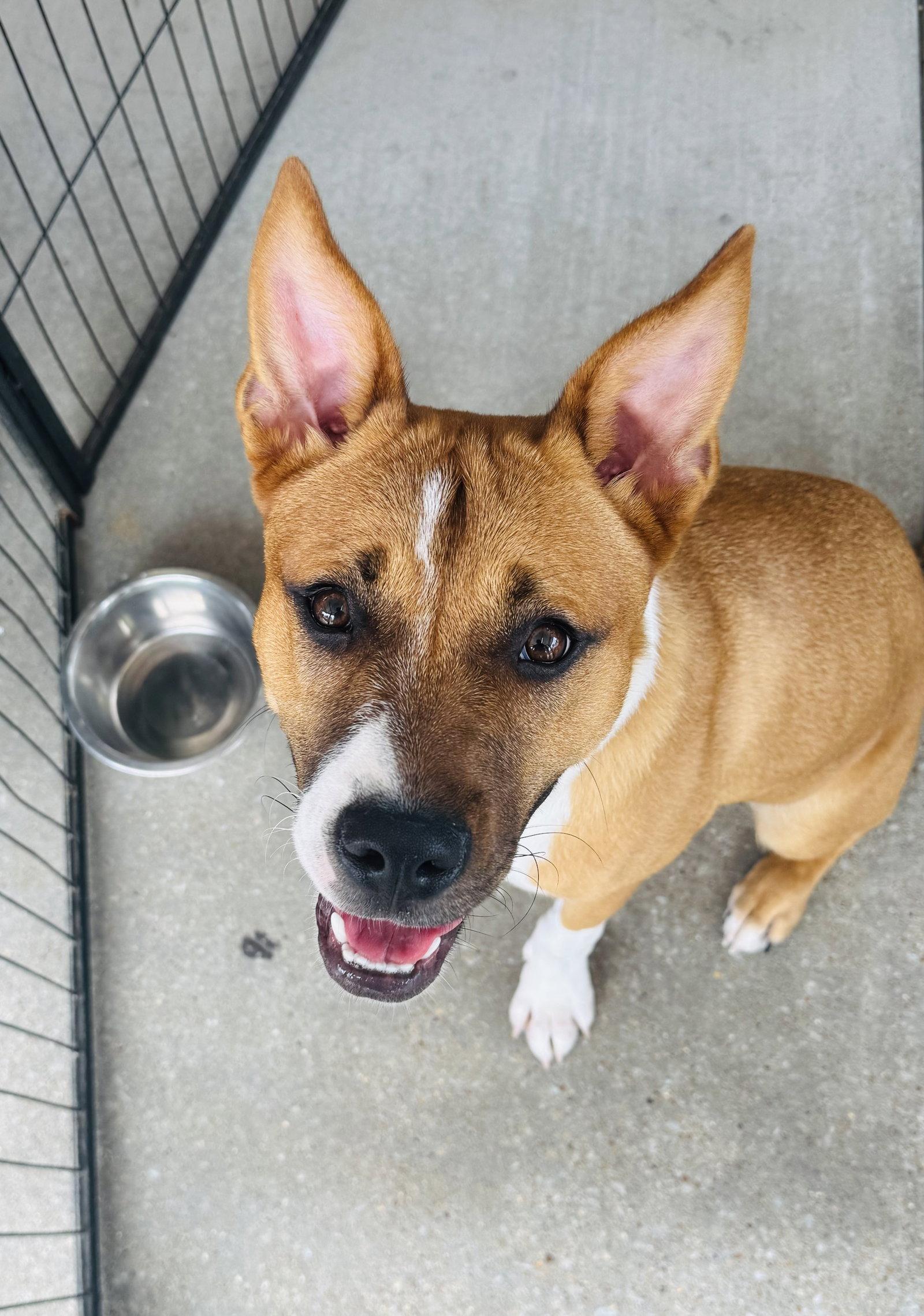Enlarge MISSY, a Adoptable Carolina Dog in Southaven, MS image 1/3