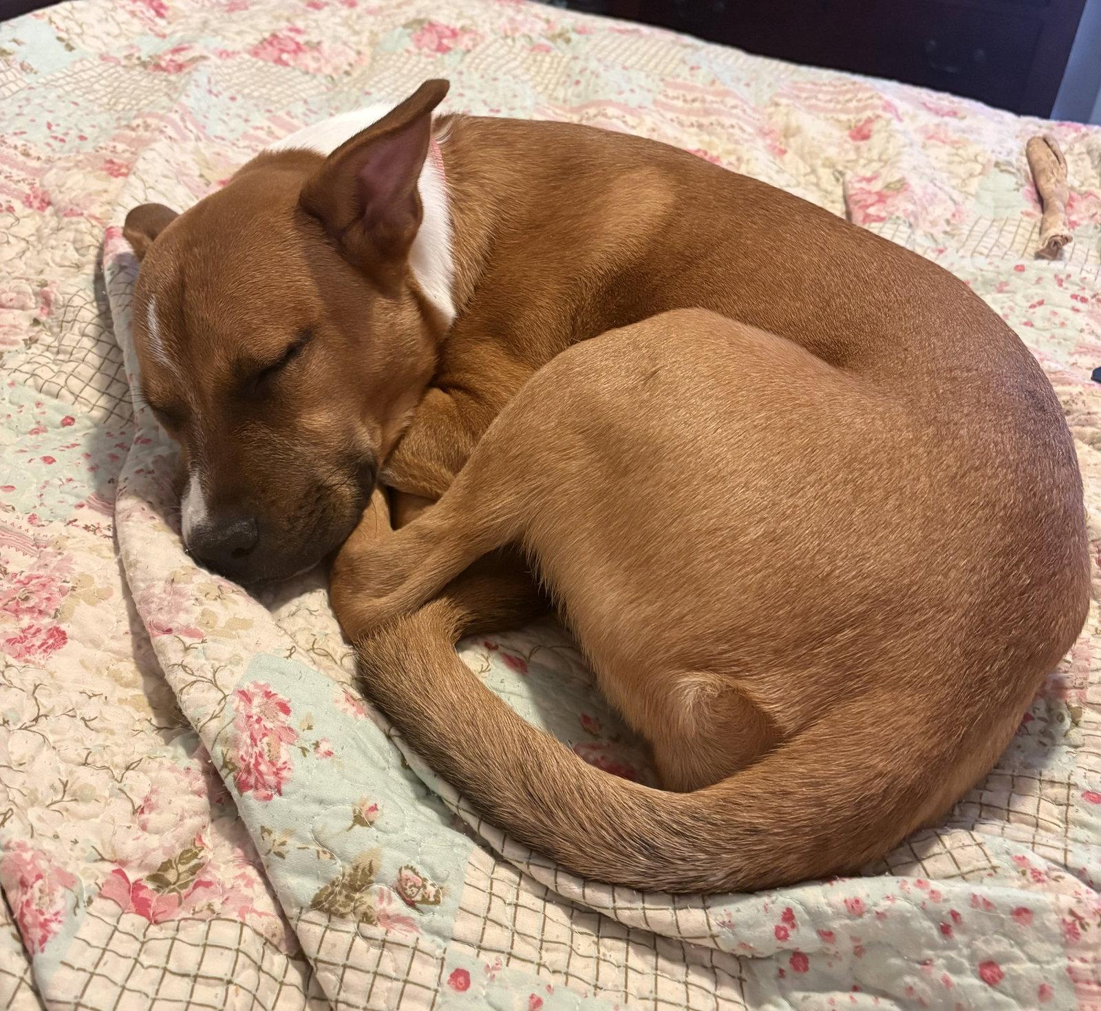 Enlarge MISSY, a Adoptable Carolina Dog in Southaven, MS image 2/3