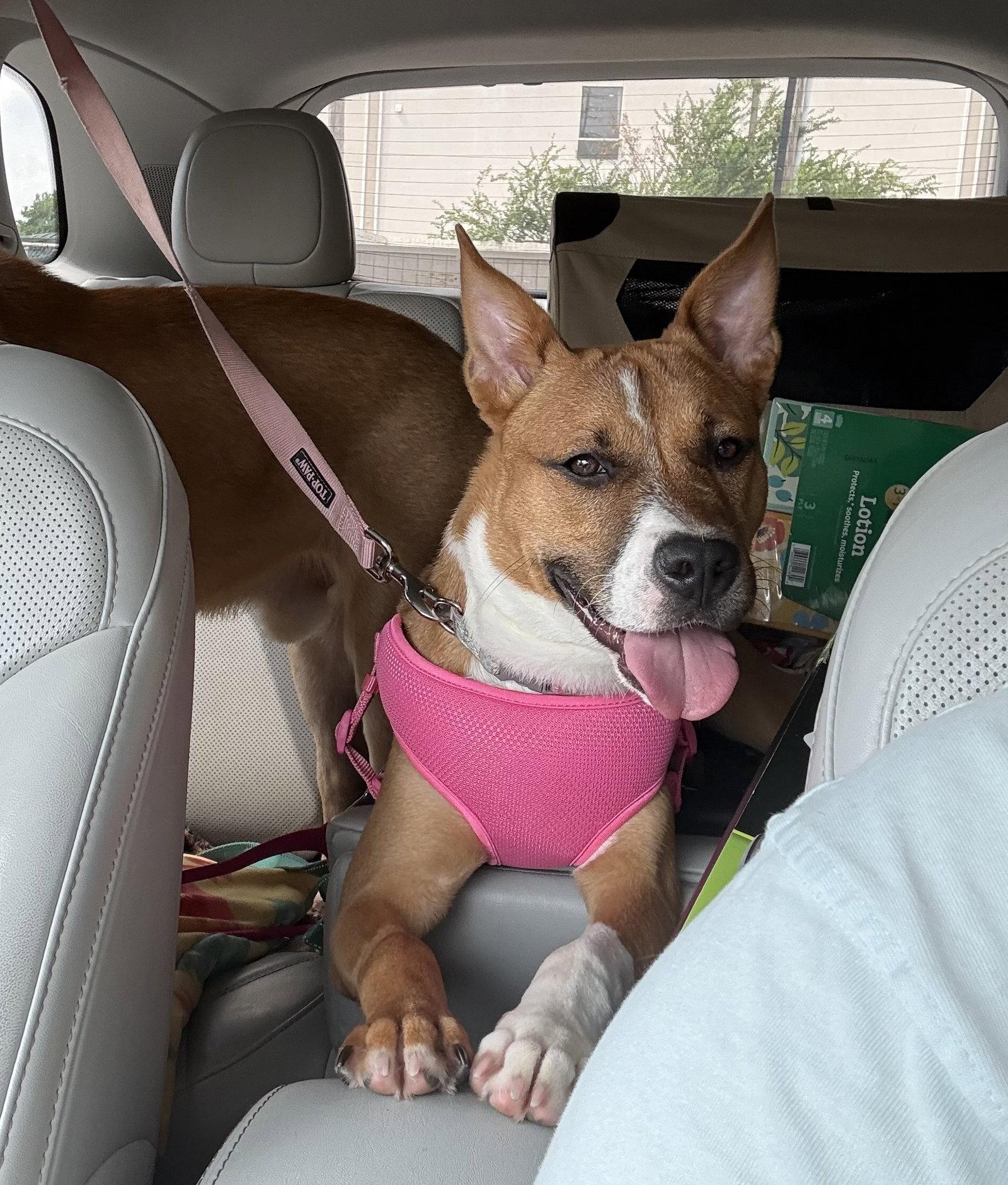 Enlarge MISSY, a Adoptable Carolina Dog in Southaven, MS image 3/3