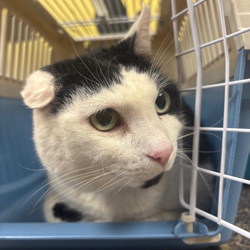 Enlarge Sebastian, a Adoptable Domestic Short Hair in Hamburg, NY image 1/5