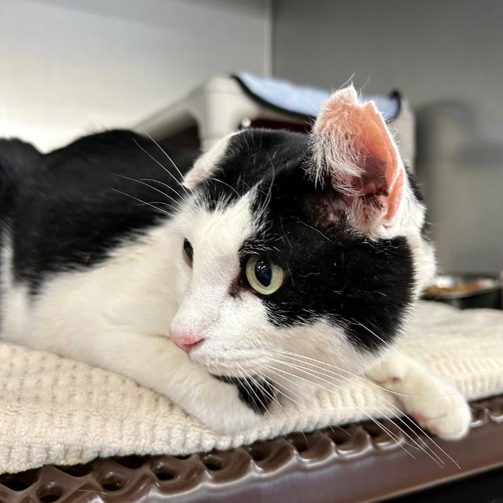 Enlarge Sebastian, a Adoptable Domestic Short Hair in Hamburg, NY image 2/5
