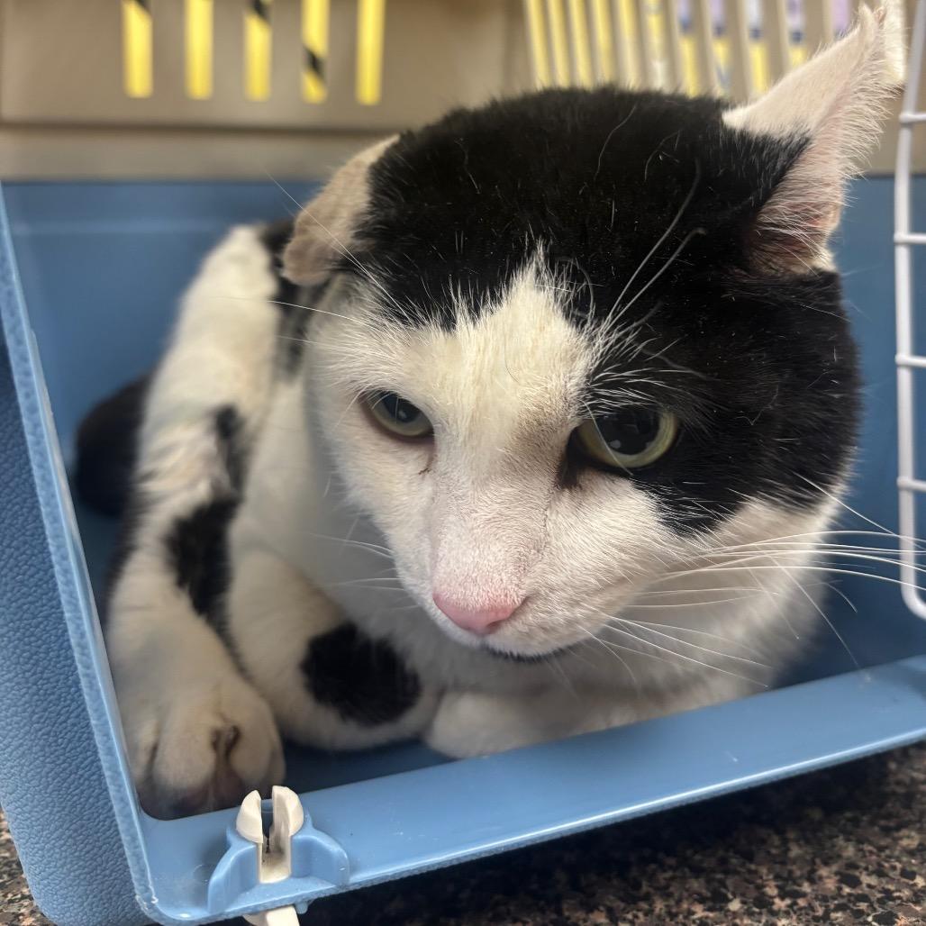 Enlarge Sebastian, a Adoptable Domestic Short Hair in Hamburg, NY image 3/5