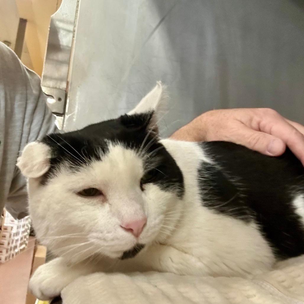 Enlarge Sebastian, a Adoptable Domestic Short Hair in Hamburg, NY image 4/5