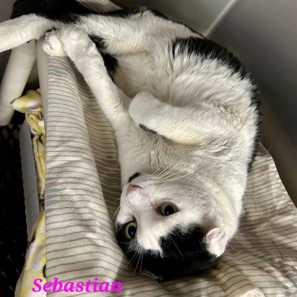 Enlarge Sebastian, a Adoptable Domestic Short Hair in Hamburg, NY image 5/5