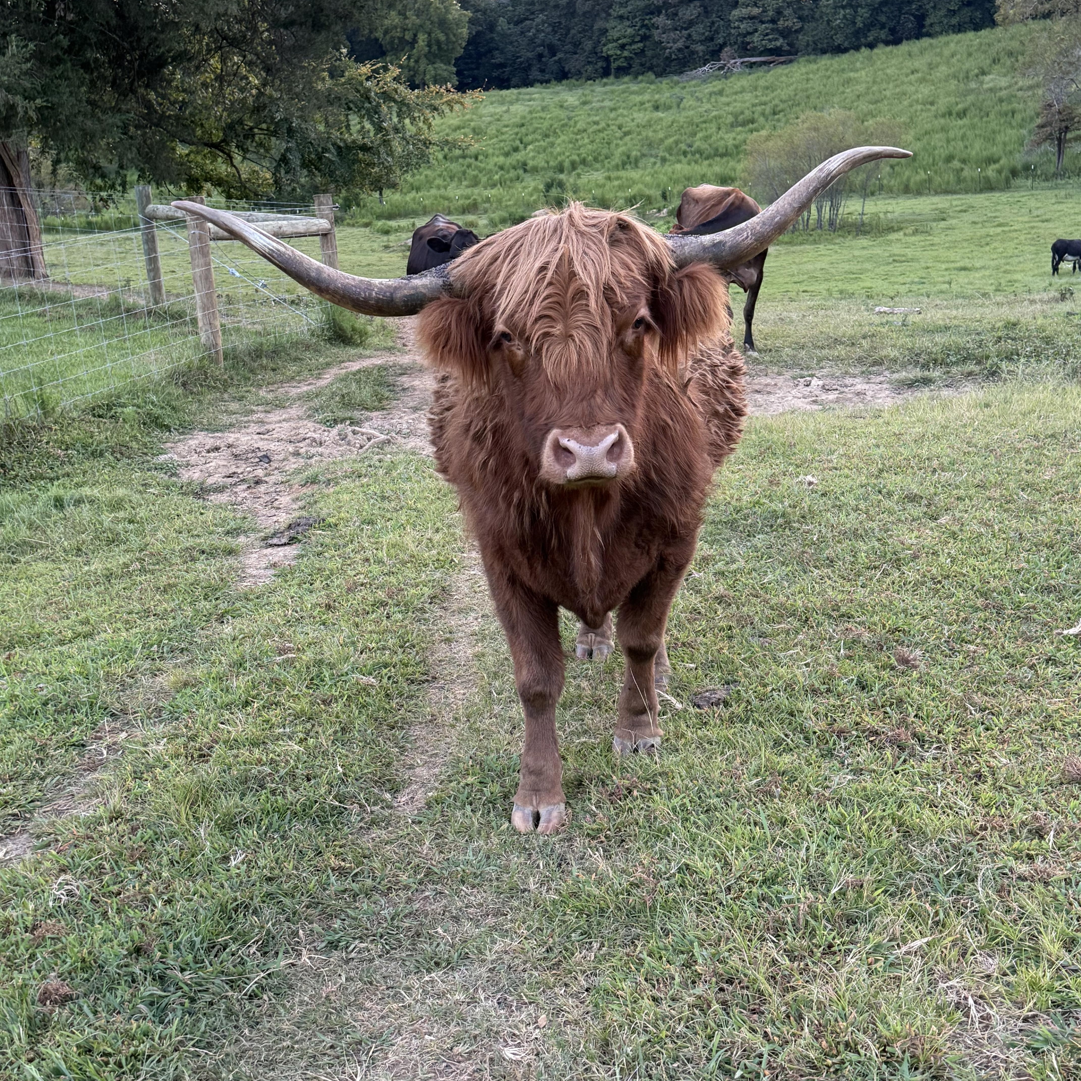 Pet Steers and Heifers, Adoptable, Young Male Cow.