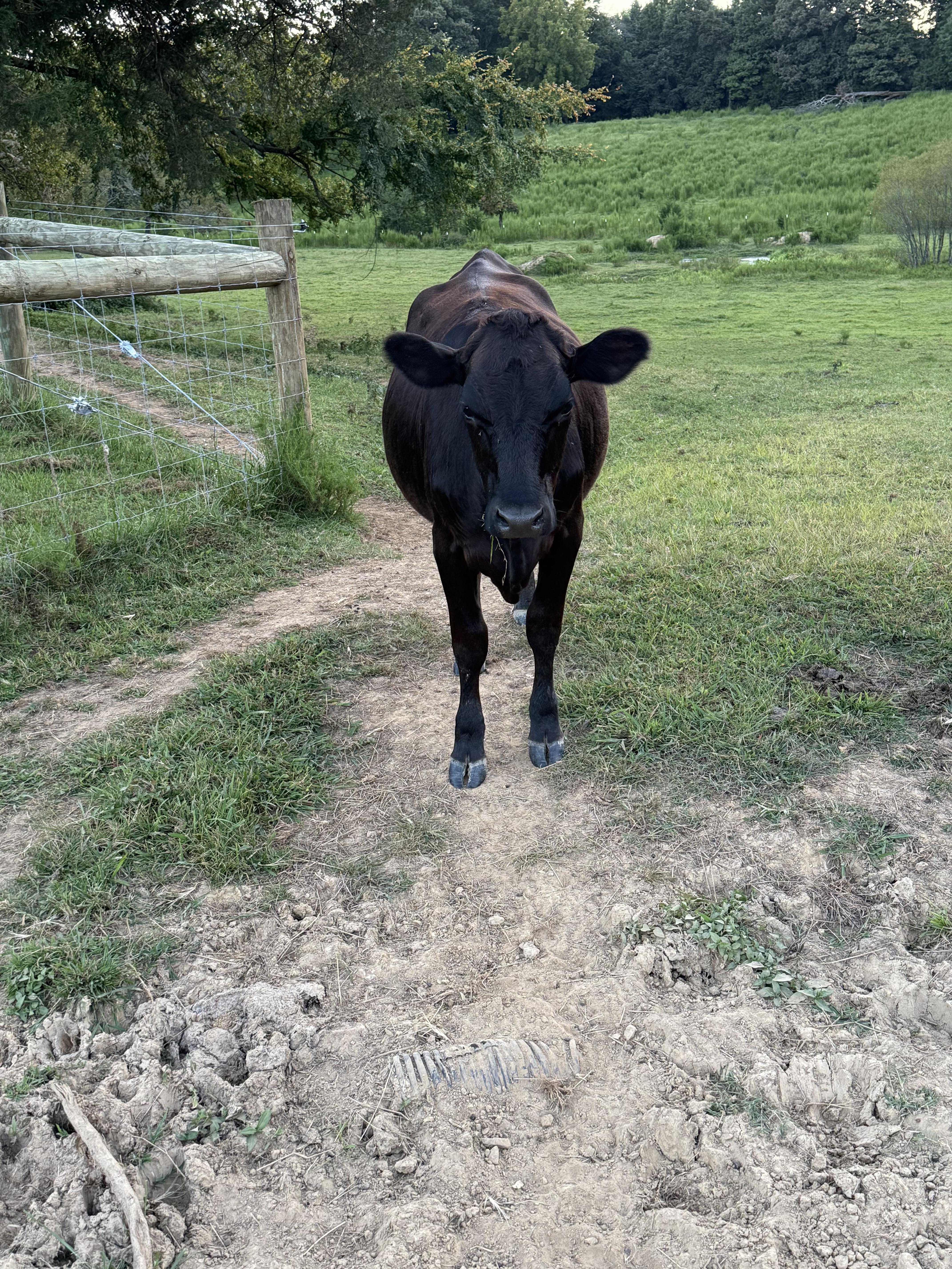 Enlarge Pet Steers and Heifers, a Adoptable Cow in Pittsboro, NC image 4/6