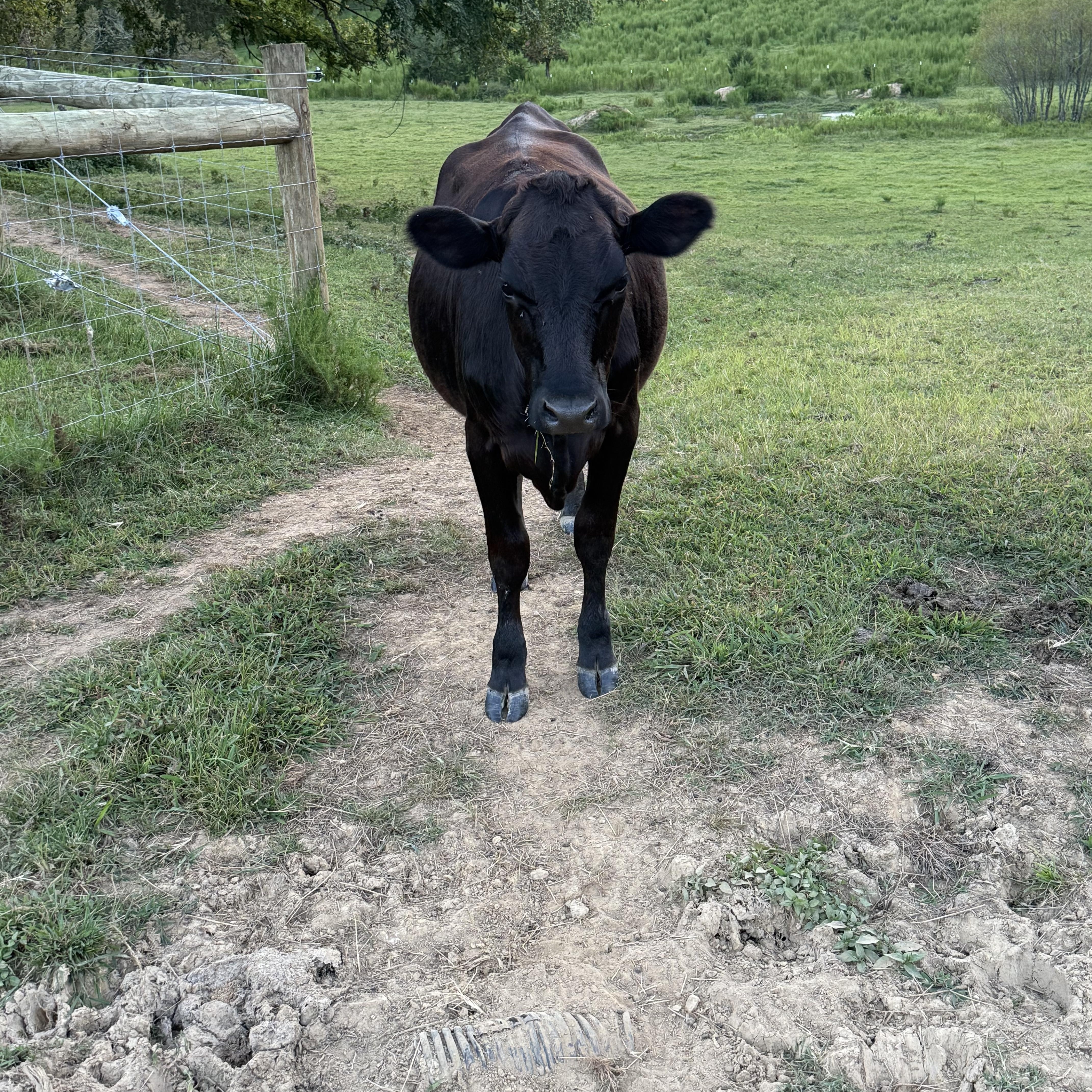 Pet Steers and Heifers
