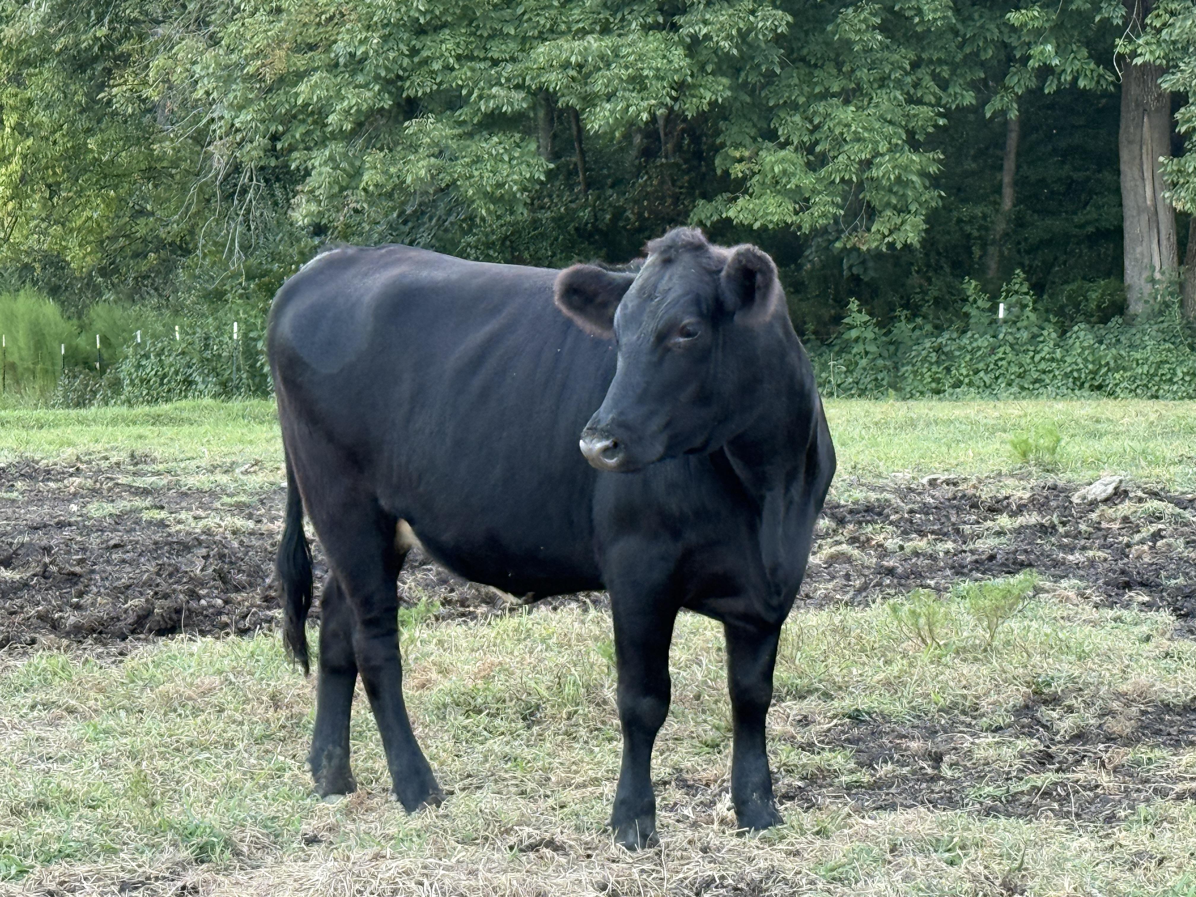 Enlarge Pet Steers and Heifers, a Adoptable Cow in Pittsboro, NC image 6/6