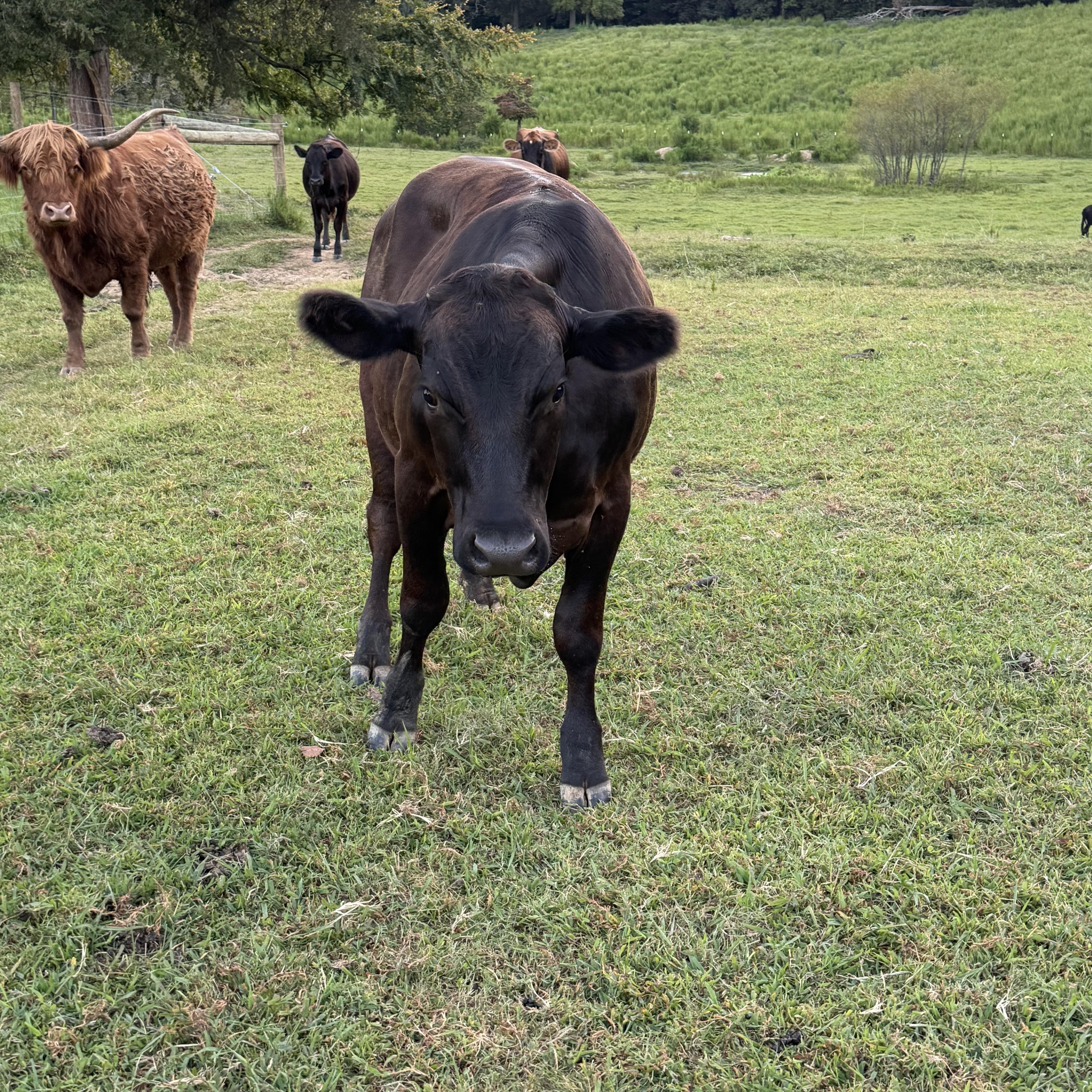 Enlarge Pet Steers and Heifers, a Adoptable Cow in Pittsboro, NC image 3/6