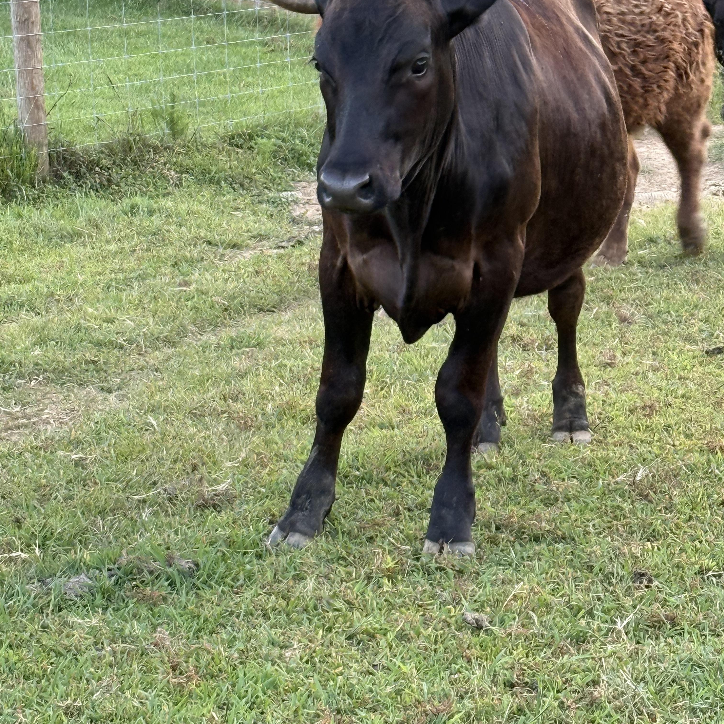 Enlarge Pet Steers and Heifers, a Adoptable Cow in Pittsboro, NC image 2/6