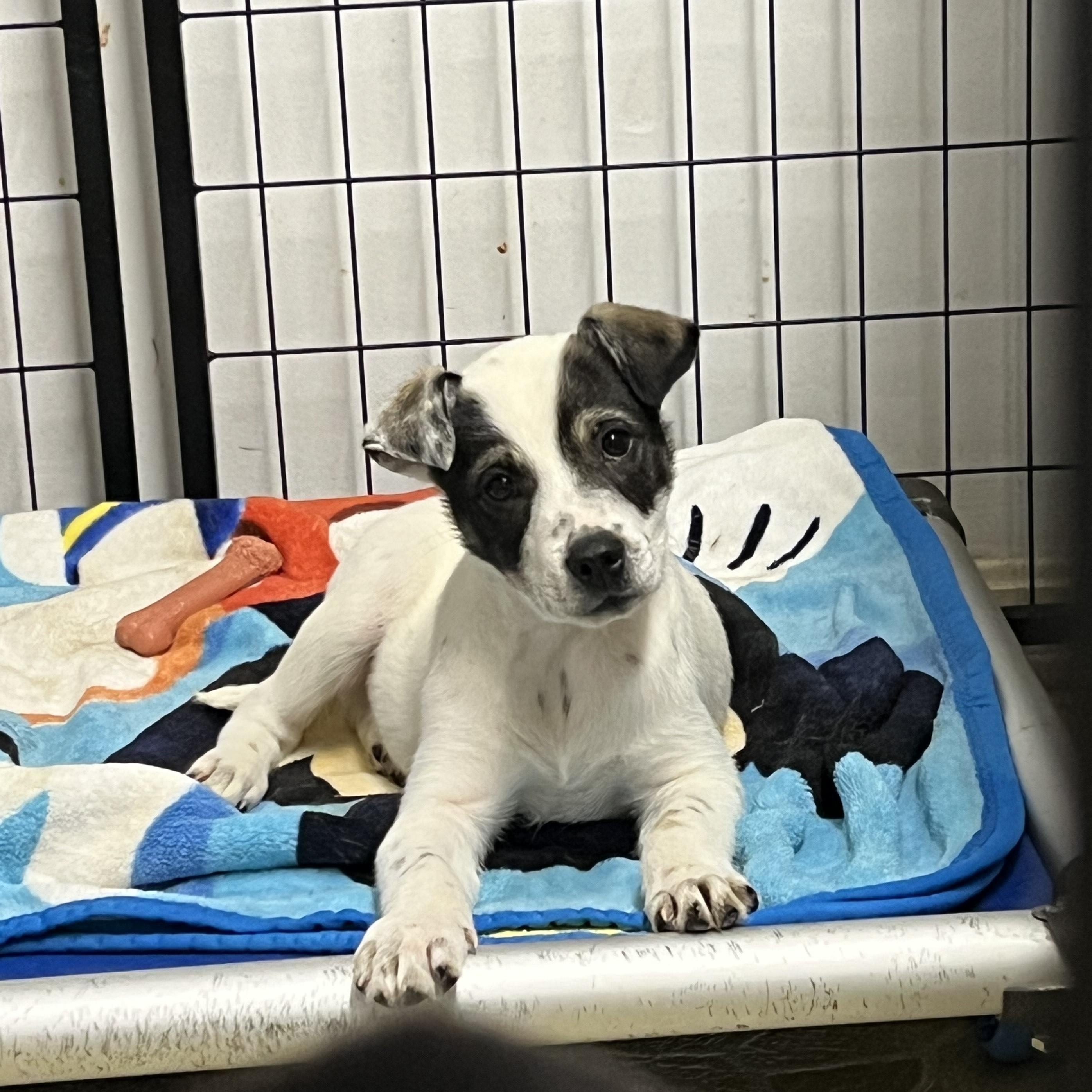 Wrangler, ADOPTABLE, Puppy Male Australian Cattle Dog / Blue Heeler.