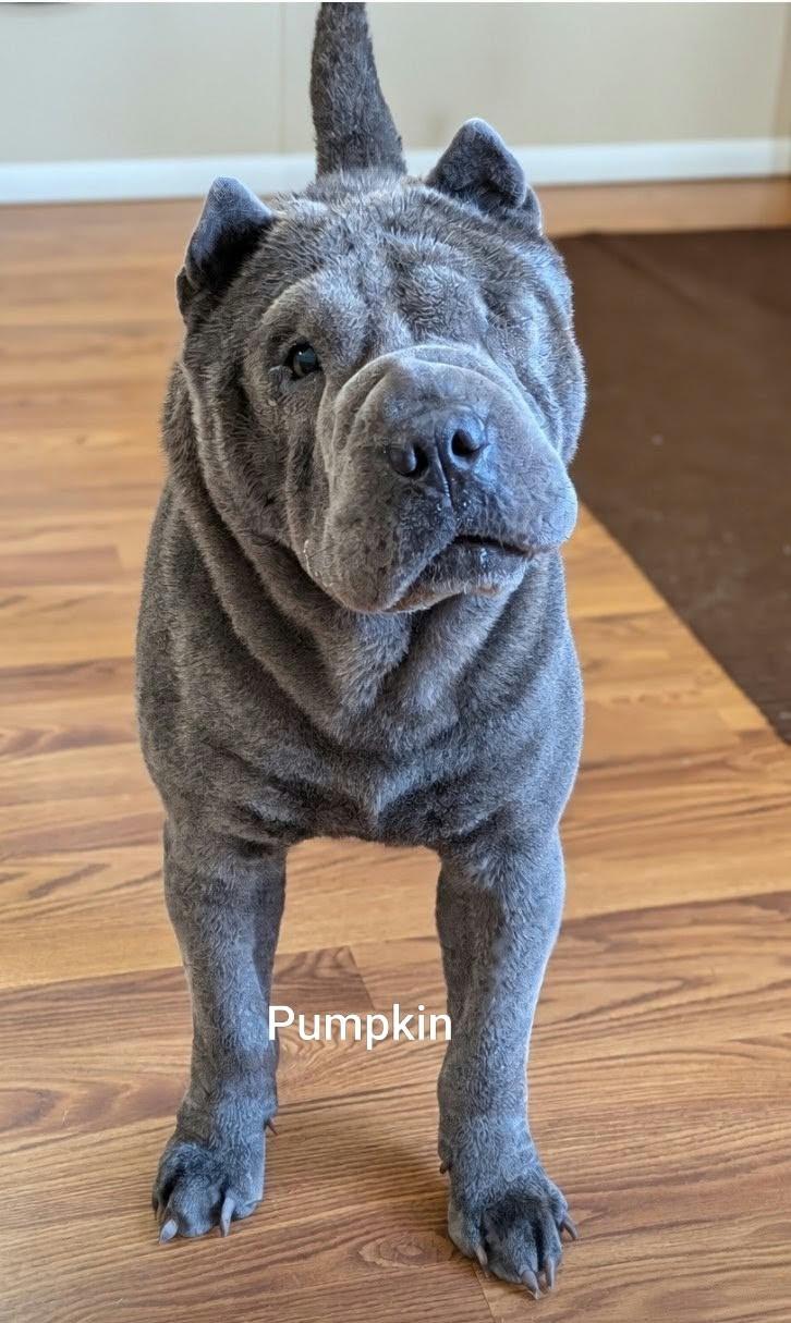 Enlarge PUMPKIN - Bio coming soon, a Adoptable Shar-Pei in Cameron, NC image 4/4