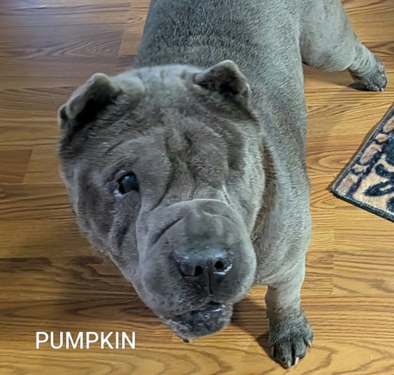 Enlarge PUMPKIN - Bio coming soon, a Adoptable Shar-Pei in Cameron, NC image 3/4