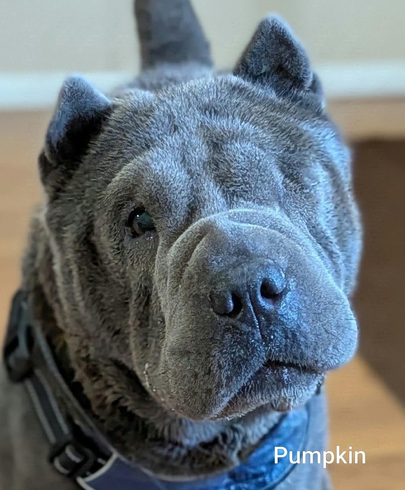 Enlarge PUMPKIN - Bio coming soon, a Adoptable Shar-Pei in Cameron, NC image 1/4