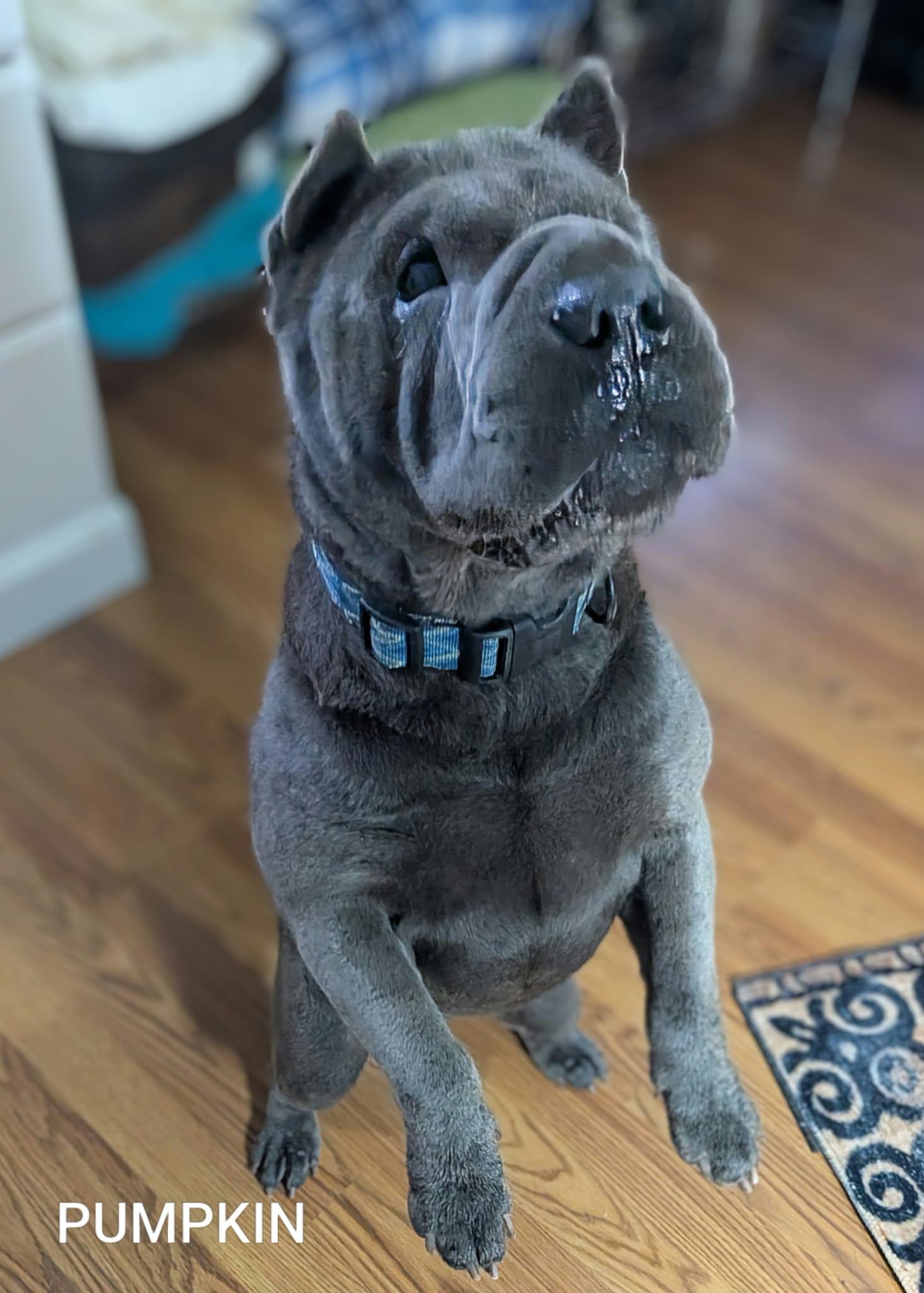Enlarge PUMPKIN - Bio coming soon, a Adoptable Shar-Pei in Cameron, NC image 2/4