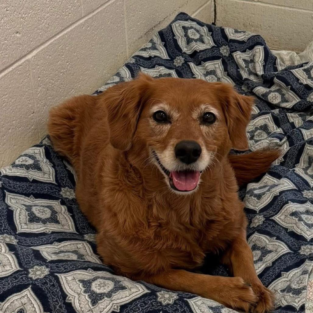 Enlarge Winnie, a Adoptable mixed breed in Quakertown, PA image 1/5