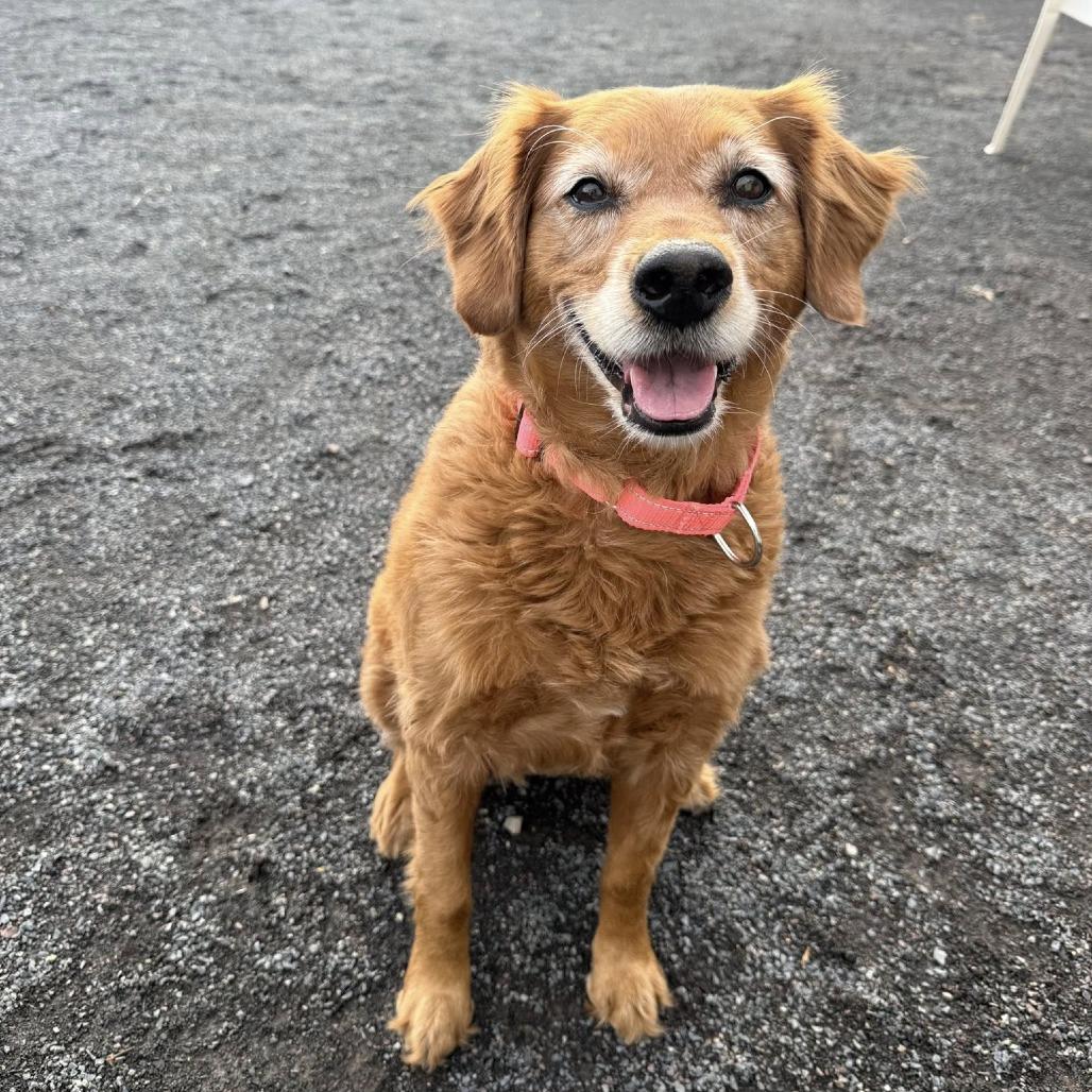 Enlarge Winnie, a Adoptable mixed breed in Quakertown, PA image 2/5