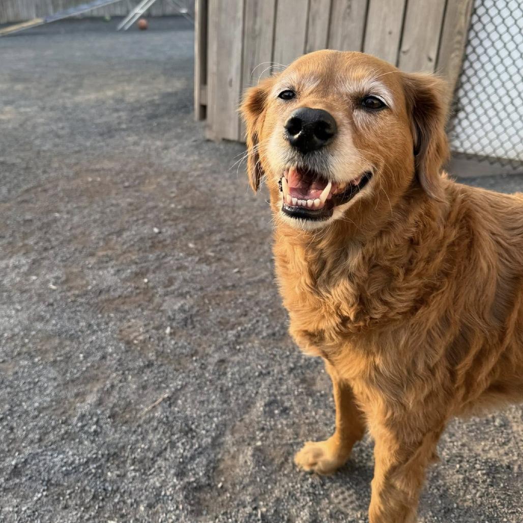 Enlarge Winnie, a Adoptable mixed breed in Quakertown, PA image 3/5