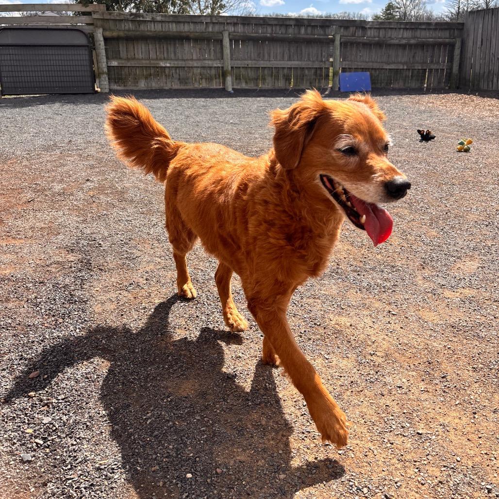 Enlarge Winnie, a Adoptable mixed breed in Quakertown, PA image 4/5