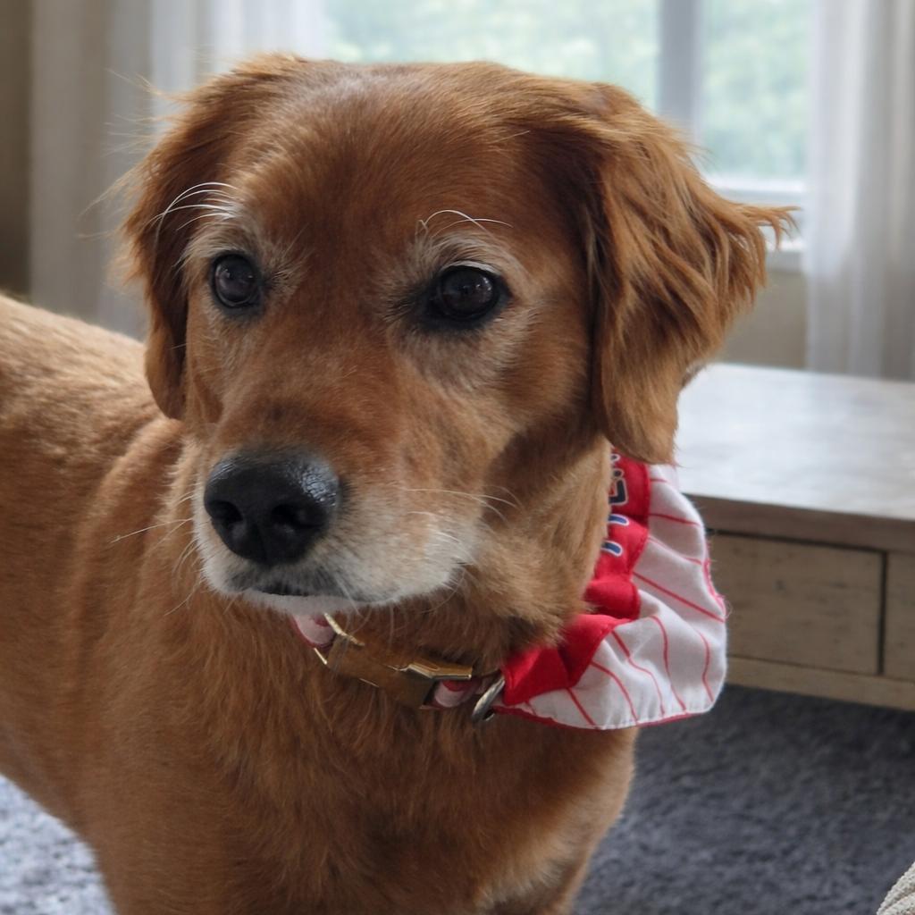 Enlarge Winnie, a Adoptable mixed breed in Quakertown, PA image 5/5