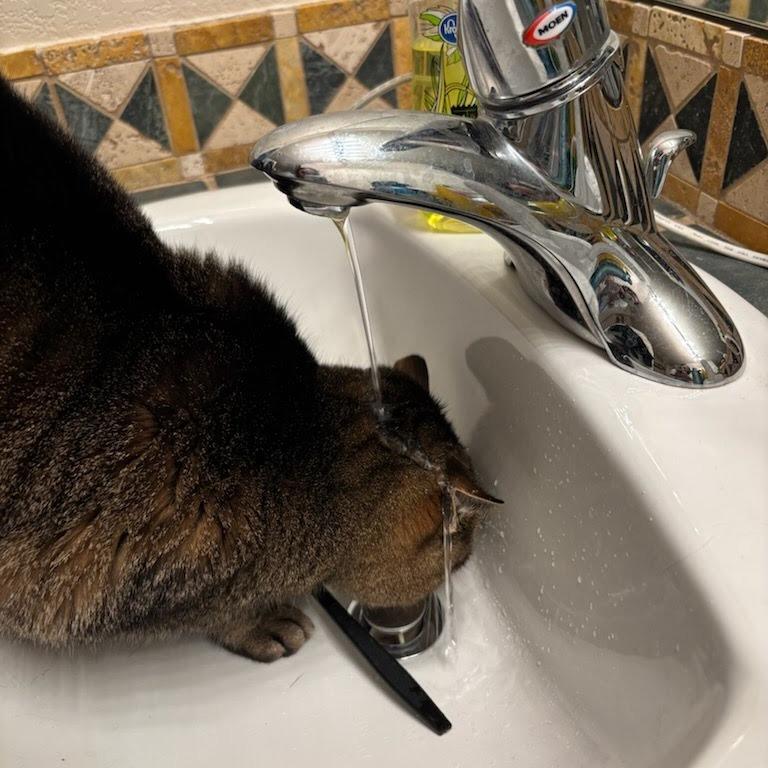 Buttons, Adoptable, Senior Female Domestic Short Hair.