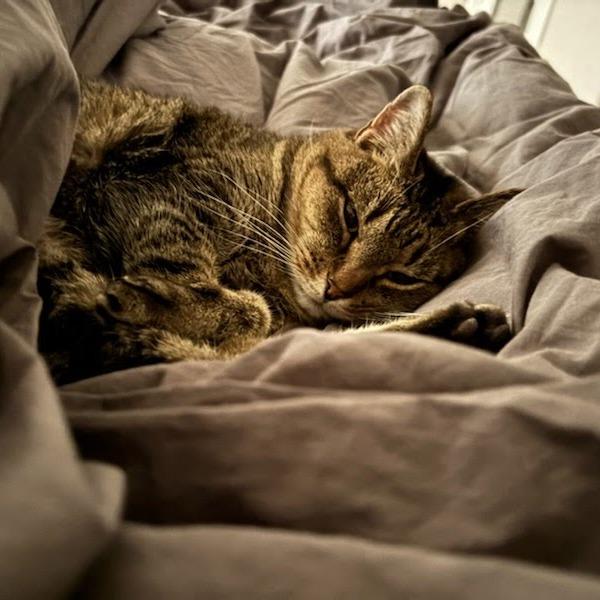 Enlarge Buttons, a Adoptable Domestic Short Hair in Durango, CO image 1/4