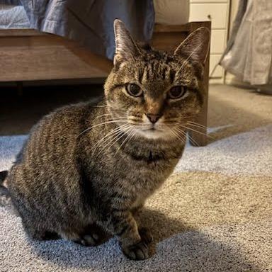 Enlarge Buttons, a Adoptable Domestic Short Hair in Durango, CO image 2/4