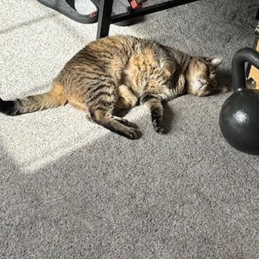 Enlarge Buttons, a Adoptable Domestic Short Hair in Durango, CO image 3/4