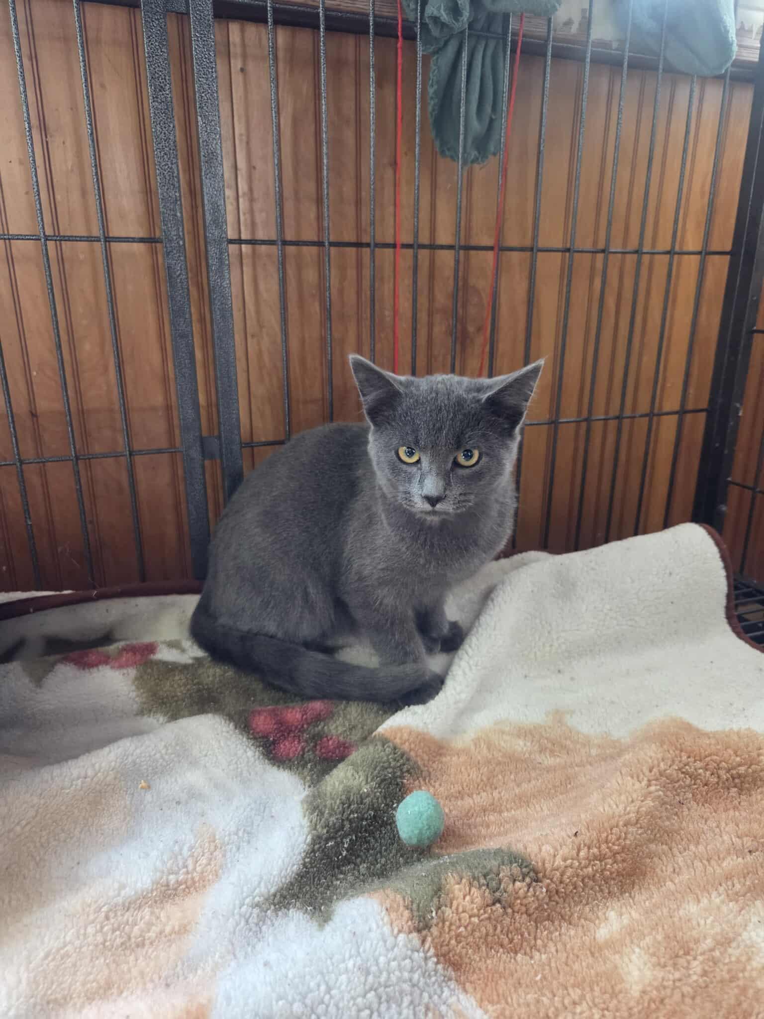 Enlarge Paris Shyla, a Adoptable Domestic Short Hair in Clymer, PA image 2/3