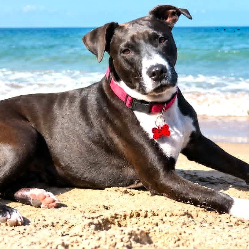 Enlarge VANNA, a Adoptable mixed breed in Burton, MI image 2/6