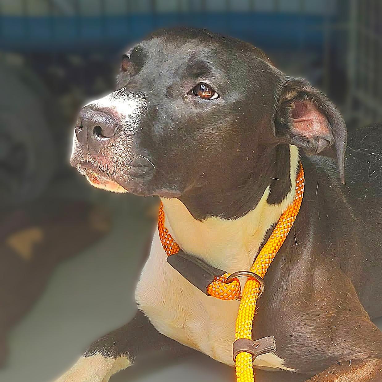 Enlarge VANNA, a Adoptable mixed breed in Burton, MI image 4/6