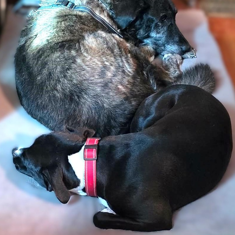 Enlarge VANNA, a Adoptable mixed breed in Burton, MI image 5/6