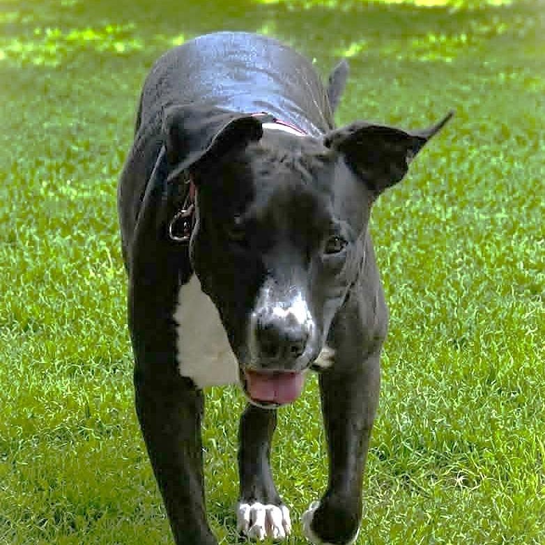 Enlarge VANNA, a Adoptable mixed breed in Burton, MI image 3/6