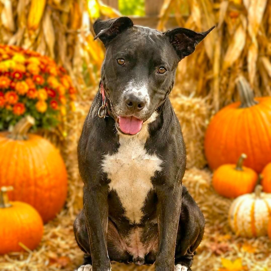 Enlarge VANNA, a Adoptable mixed breed in Burton, MI image 6/6