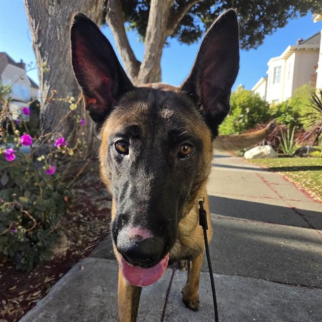ROCKY, Adoptable, Young Male Belgian Shepherd / Malinois.