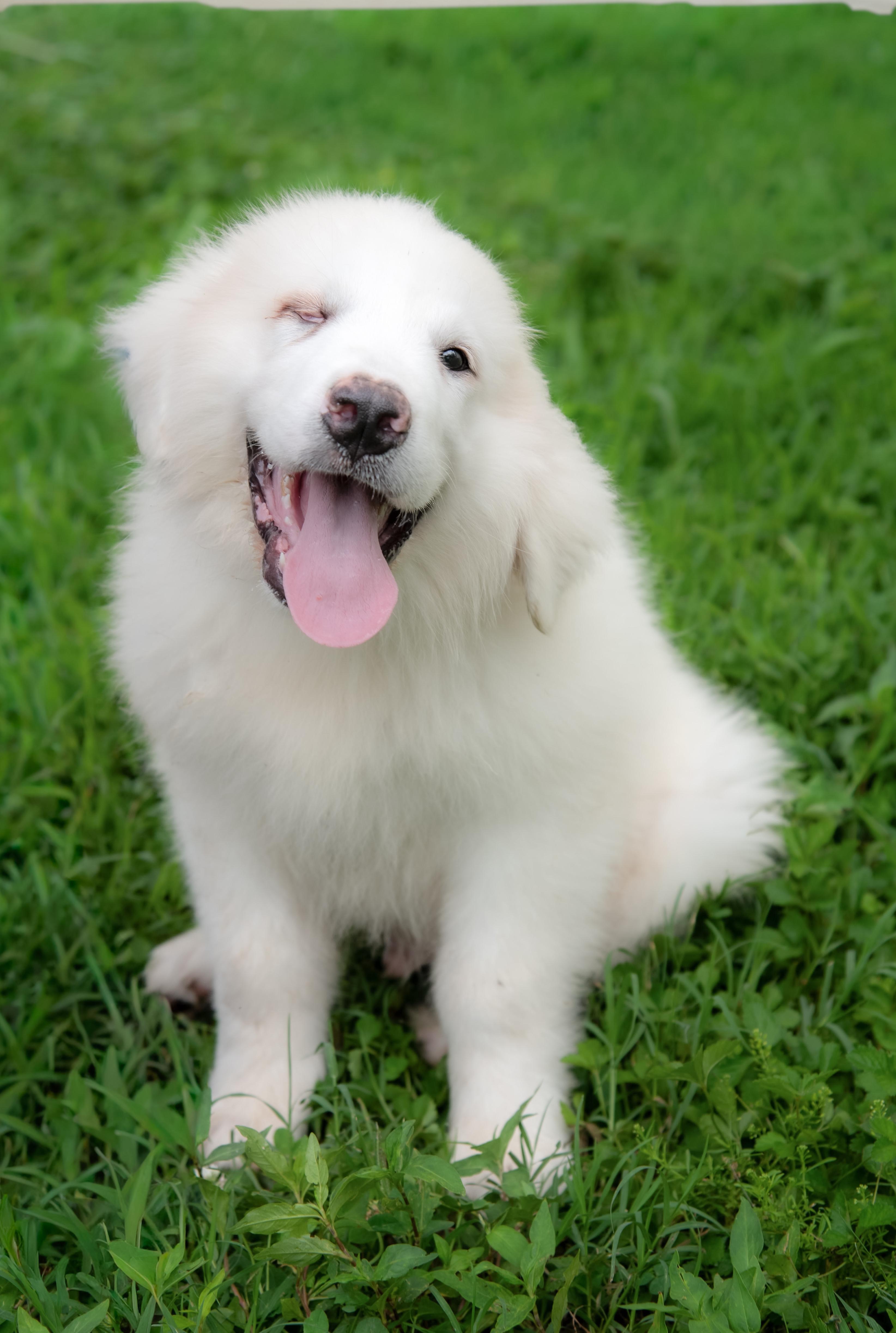 Maxwell, adopted, Puppy Male Great Pyrenees.